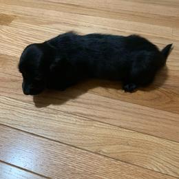 Boy 2 - Black male Dachshund puppy in Vinton, Iowa from Lerch Family Dachshunds