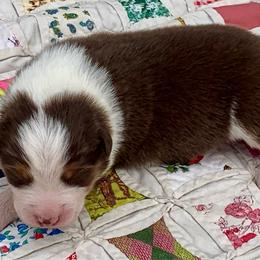 Bravo - Red tri-color male Australian Shepherd puppy in Zeeland, Michigan from Apple Ridge AKC Aussies