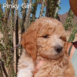 Poodle Puppies from Southwest Standards