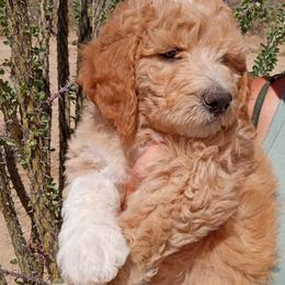 Poodle Puppies from Southwest Standards