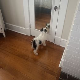 Wire Fox Terrier Puppies from Family Pets