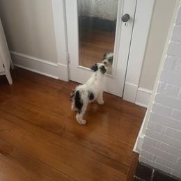 Wire Fox Terrier Puppies from Family Pets