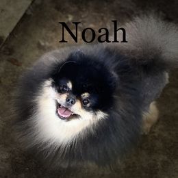 Noah - Pomeranian
