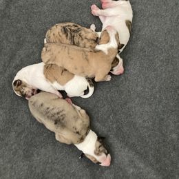 Whippet Puppies from Beloved Whippets