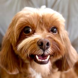 Dorothy - Cavapoo