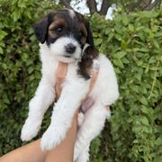 McDreamy - Cream male Whoodle puppy in Gilbert, Arizona from Gilbert Bernedoodles & Whoodles