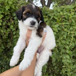 McDreamy - Cream male Whoodle puppy in Gilbert, Arizona from Gilbert Bernedoodles & Whoodles