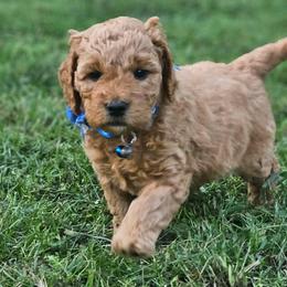 Nutmeg- Blue Collar - Red  male Goldendoodle puppy in Bonham, Texas from Happy Valley Puppies
