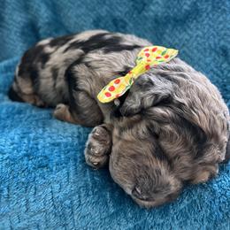 Glacier - Merle male Goldendoodle puppy in Camden, North Carolina from Oopsie Doodles of NC