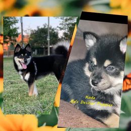 French Bulldog and Pomsky Puppies from Ba's Designer Puppies