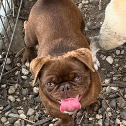 Beownie - Pug