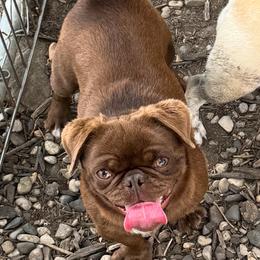 Beownie - Pug
