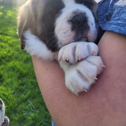 Saint Bernard Puppies from Split Rock Saints
