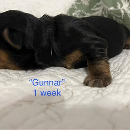 Boy 4 - Black and tan male Yorkshire Terrier puppy in Forest, Virginia from Majestic Touch Kennels and Pet Services