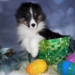 Ranger - Shetland Sheepdog puppy in Elk, Washington from Asgard Shetland Sheepdogs