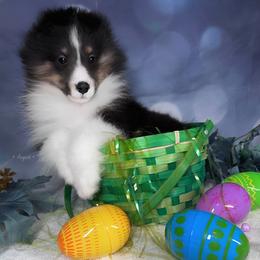 Ranger - Shetland Sheepdog puppy in Elk, Washington from Asgard Shetland Sheepdogs
