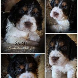 Girl 4 'Sadie' - Liver white and tan female English Springer Spaniel puppy in Silverdale, Washington from TimberVale Springers