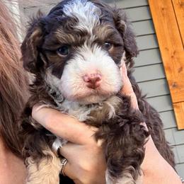 Brown tri female - Tri-color female Bernedoodle puppy in Lincoln, Nebraska from GRand Doodles