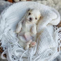 Korean Havamalt Heimerdinger - White and tan male Maltese puppy in Barren Springs, Virginia from Seeking Shalom Acres Maltese, Maltipoos & Havamalts