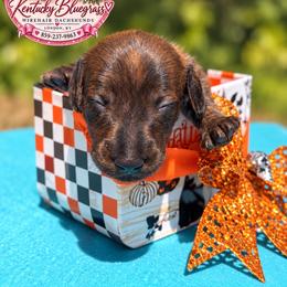 Earth - Brindle female Dachshund puppy in London, Kentucky from Kentucky Bluegrass Wirehair Dachshunds