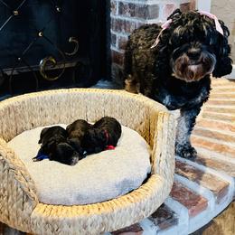 Cavapoo puppies from Perdue Puppies