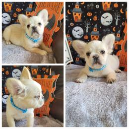 Stone - Cream male French Bulldog puppy in Plymouth, Utah from Country Sunshine