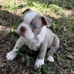 Diesel - Lilac male Boston Terrier puppy in San Marcos, Texas from Blue House Bostons