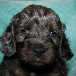 Tucker - Merle male Cockapoo puppy in Dornsife, Pennsylvania from Schaible Family Puppies