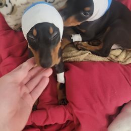 Boy 1 - Black and rust male Doberman Pinscher puppy in Vale, North Carolina from Von Katzenstein Kennel