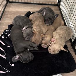 French Bulldog Puppies from Roberto Amador