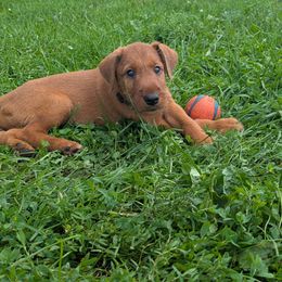 Black Boy - Red wheaten male Irish Terrier puppy in Spring Valley, Minnesota from Back Country Terriers