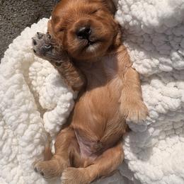 Cranberry - Red male Cavapoo puppy in El Sobrante, California from Mckendra's Legacy
