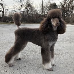 Nova - Poodle
