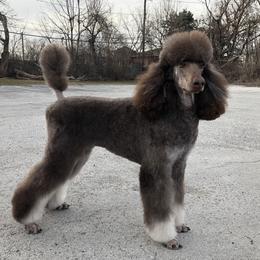 Nova - Poodle
