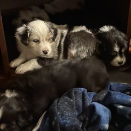 Australian Shepherd Puppies from Glacier Big Sky Aussies