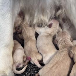Frost - Golden male Golden Retriever puppy in Payette, Idaho from Stonewick Retrievers