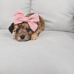 Hallie - female Cavapoochon puppy in Bullard, Texas from Cavapoochon Central LLC