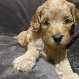 Goldendoodle Puppies from Simply Mini Goldendoodles