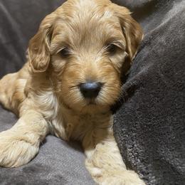 Goldendoodle Puppies from Simply Mini Goldendoodles