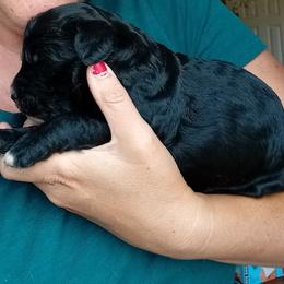 Sparkler - Black and white female Bernedoodle puppy in Woodland, Georgia from Bethel Doodle Ranch