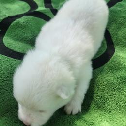Angus - White and biscuit male American Eskimo Dog puppy in Washington Township, Ohio from Turks Eskis