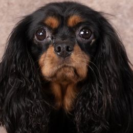 Daphne - Cavalier King Charles Spaniel