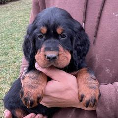 Gray - Black and tan male Gordon Setter puppy in Gordonville, Pennsylvania from Blue Ribbon Setters