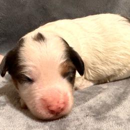 Nora - Blue merle female Bernedoodle puppy in Vacaville, California from Starlight Goldendoodles