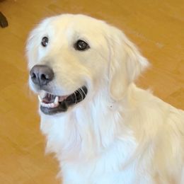 Riley - Golden Retriever