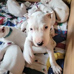 Boy 2 - Dogo Argentino puppy in Pueblo, Colorado from Palace Guard Dogos