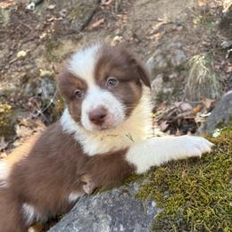 Jack - Red tri-color male Australian Shepherd puppy in Grants Pass, Oregon from Carmel Mountain Aussies