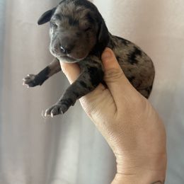 Pink collar - Merle female Goldendoodle puppy in Homer, Georgia from Creekside Kennels