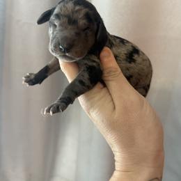 Pink collar - Merle female Goldendoodle puppy in Homer, Georgia from Creekside Kennels