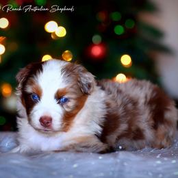 Idalia - Red merle female Australian Shepherd puppy in Pima, Arizona from Lazy D Ranch Australian Shepherds